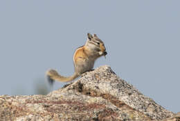 Image of Alpine Chipmunk