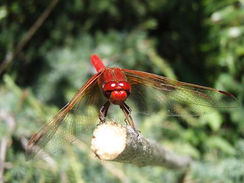 Image of Flame Skimmer