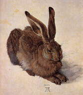 Image of brown hare, european hare