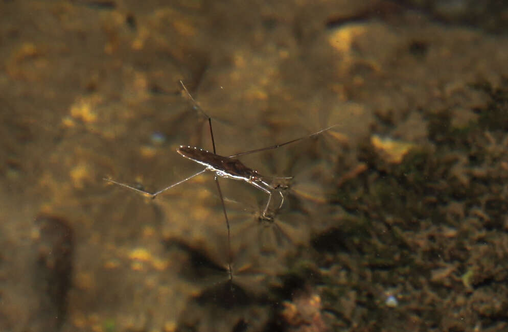 Image of Gerris gracilicornis (Horváth 1879)