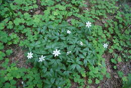 Imagem de Oxalis acetosella L.