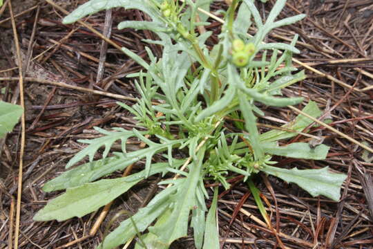 Image of Senecio brigalowensis I. Thomps.