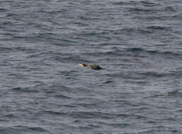 Image of Black Shag