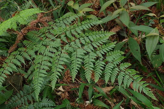 Image of Davallia divaricata Bl.