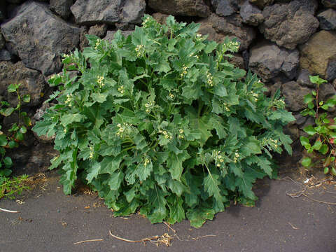 Image of white henbane