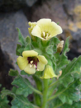 Image of white henbane