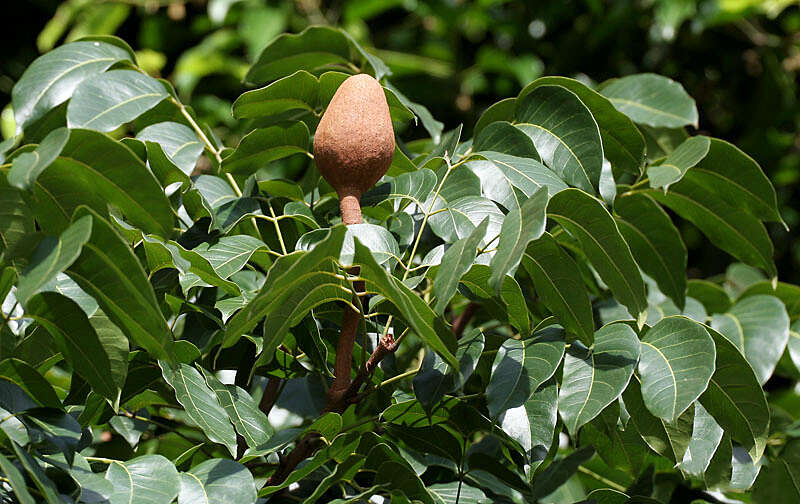 Image of Honduras mahogany