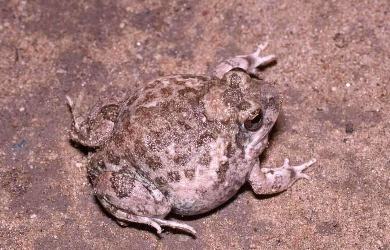 Tomopterna cryptotis (Boulenger 1907) resmi