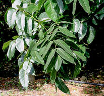 Image of Honduras mahogany