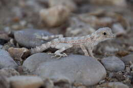 Image of Carter’s Semaphore Gecko