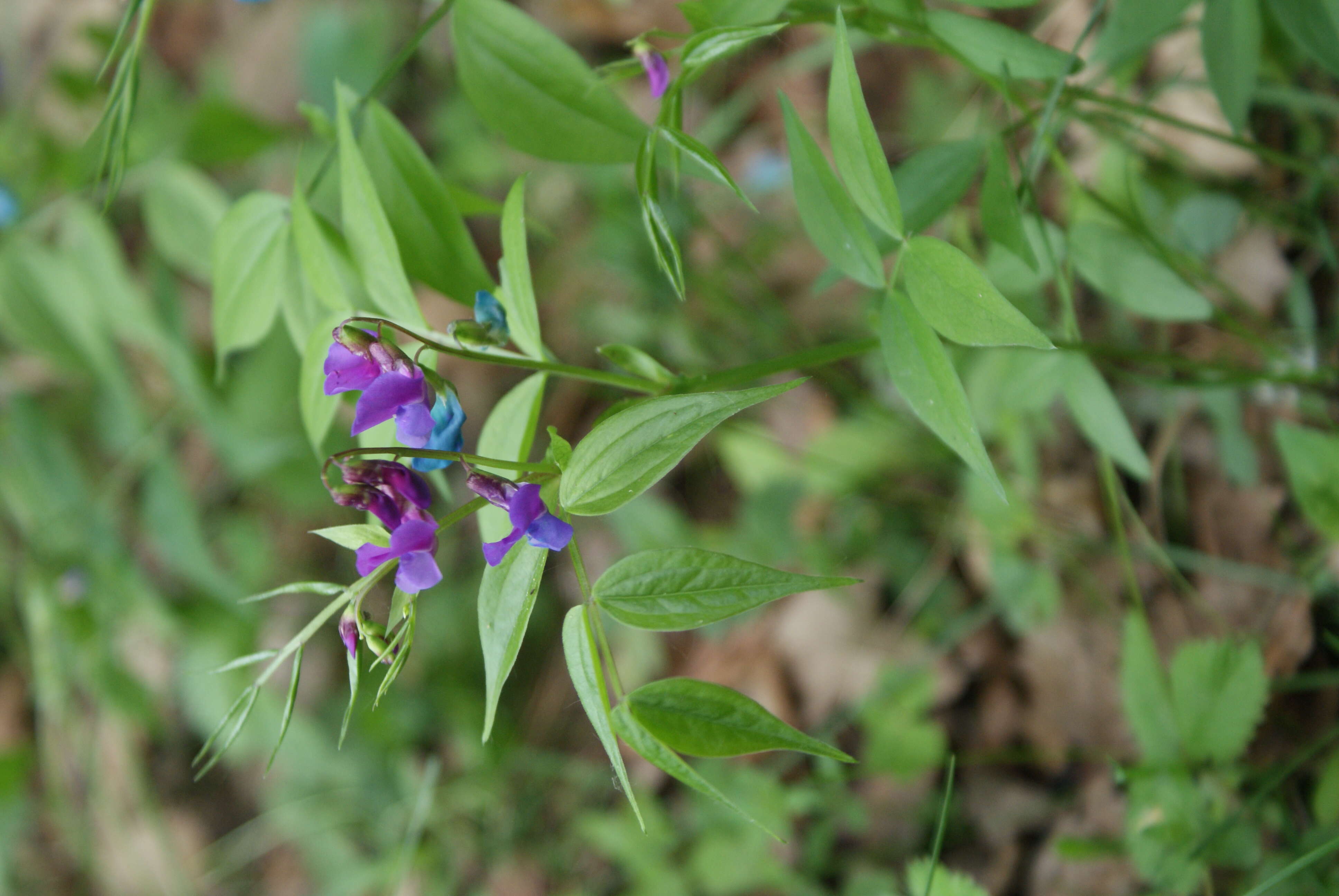 Image of spring pea