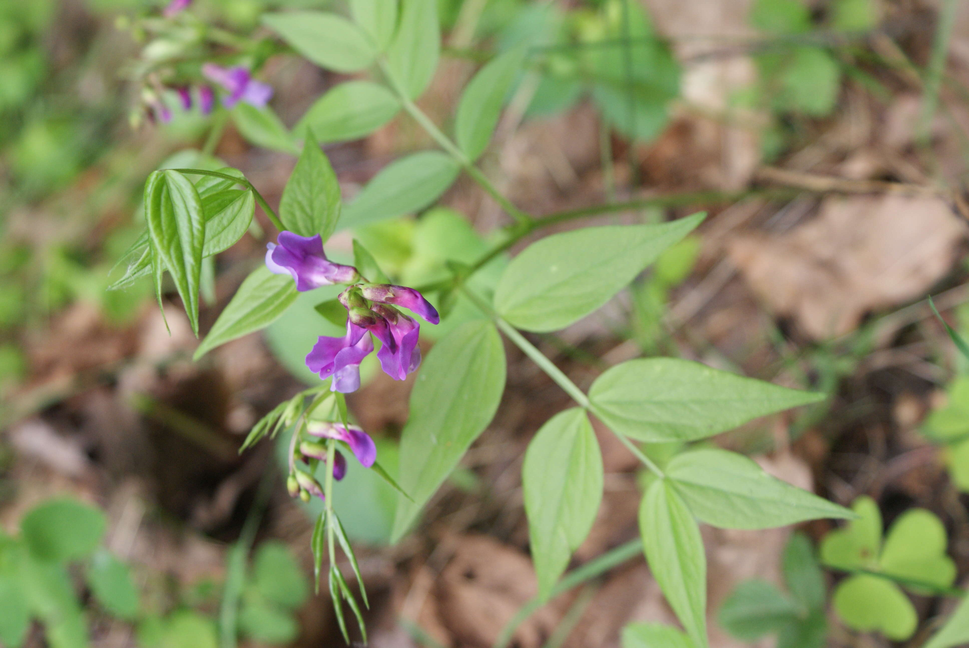 Image of spring pea