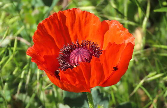 Image of Oriental poppy