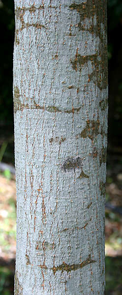 Imagem de Swietenia macrophylla G. King