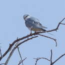 Image of African Swallow-tailed Kite