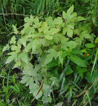 Image of Rubus crataegifolius Bunge