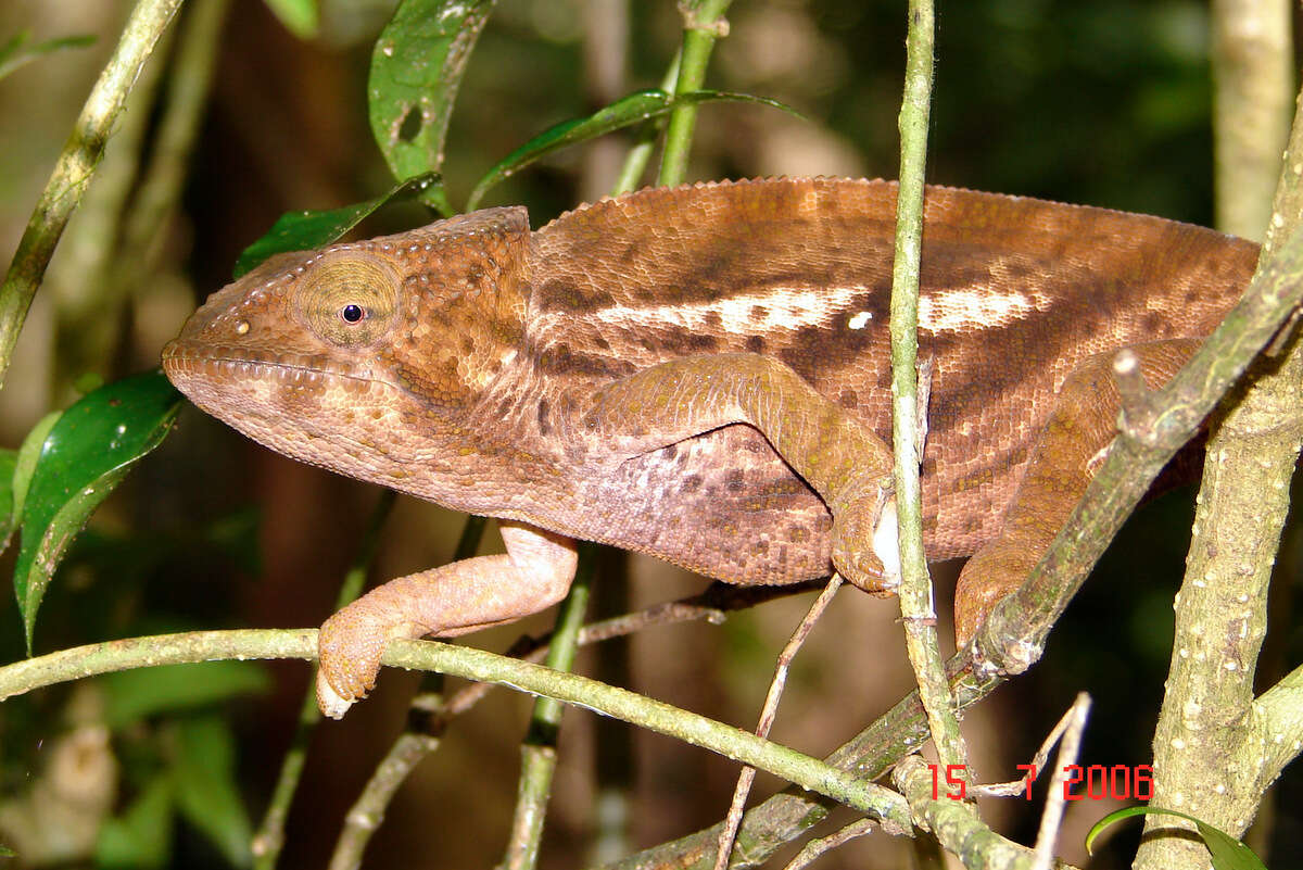 Image of Calumma ambreense (Ramanantsoa 1974)