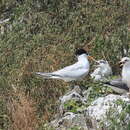 Image of Chinese Crested Tern