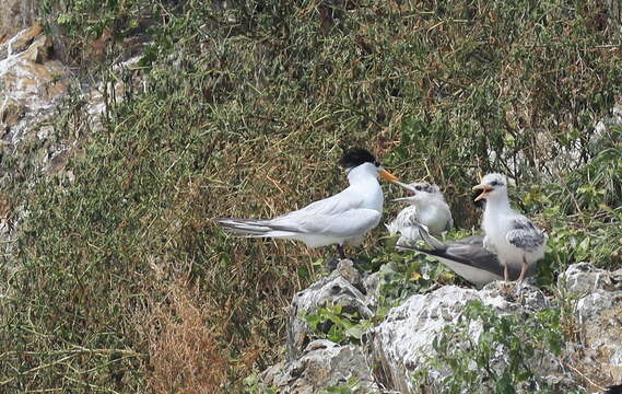 Image of Chinese Crested Tern