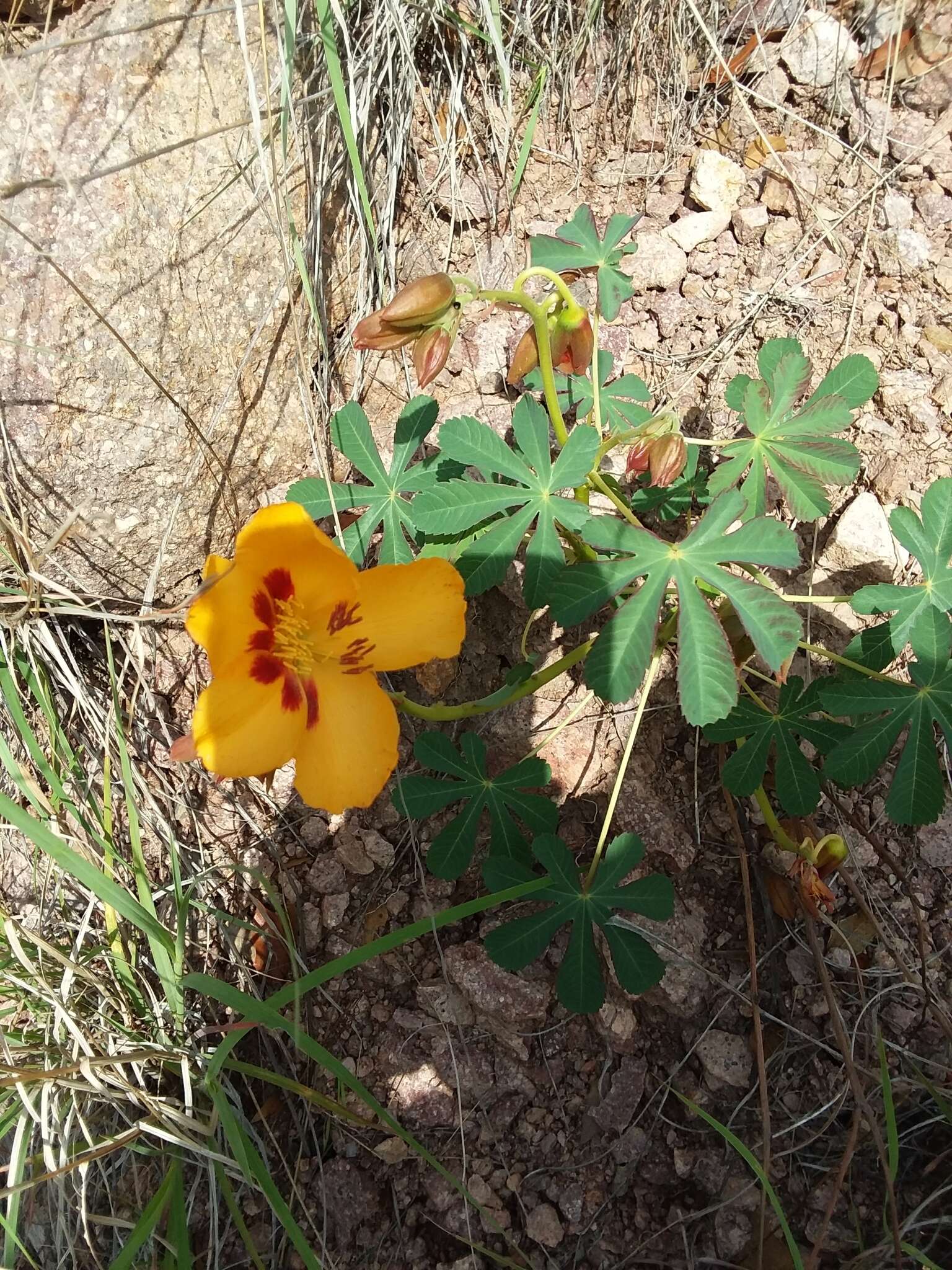 Imagem de Cochlospermum palmatifidum (Moc. & Sessé ex DC.) Byng & Christenh.