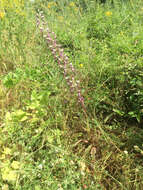Image of Himantoglossum caprinum subsp. jankae (Somlyay, Kreutz & Óvári) R. M. Bateman, Molnar & Sramkó