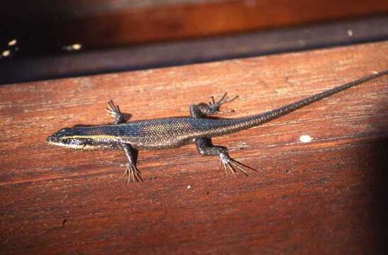 Image of Montane Speckled Skink