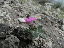 Image of Stenandrium verticillatum T. S. Brandeg.