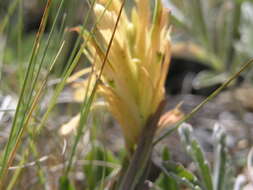 Image of Kaibab Plateau Indian paintbrush