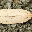 Imagem de Agonopterix pallorella Zeller 1839