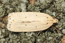 Imagem de Agonopterix pallorella Zeller 1839