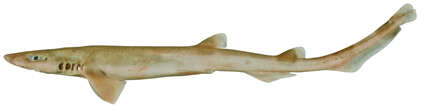 Image of Slender Sawtail Shark