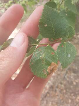 Image of Stigmella multispicata Rociene & Stonis ex Stonis & Rociene 2014