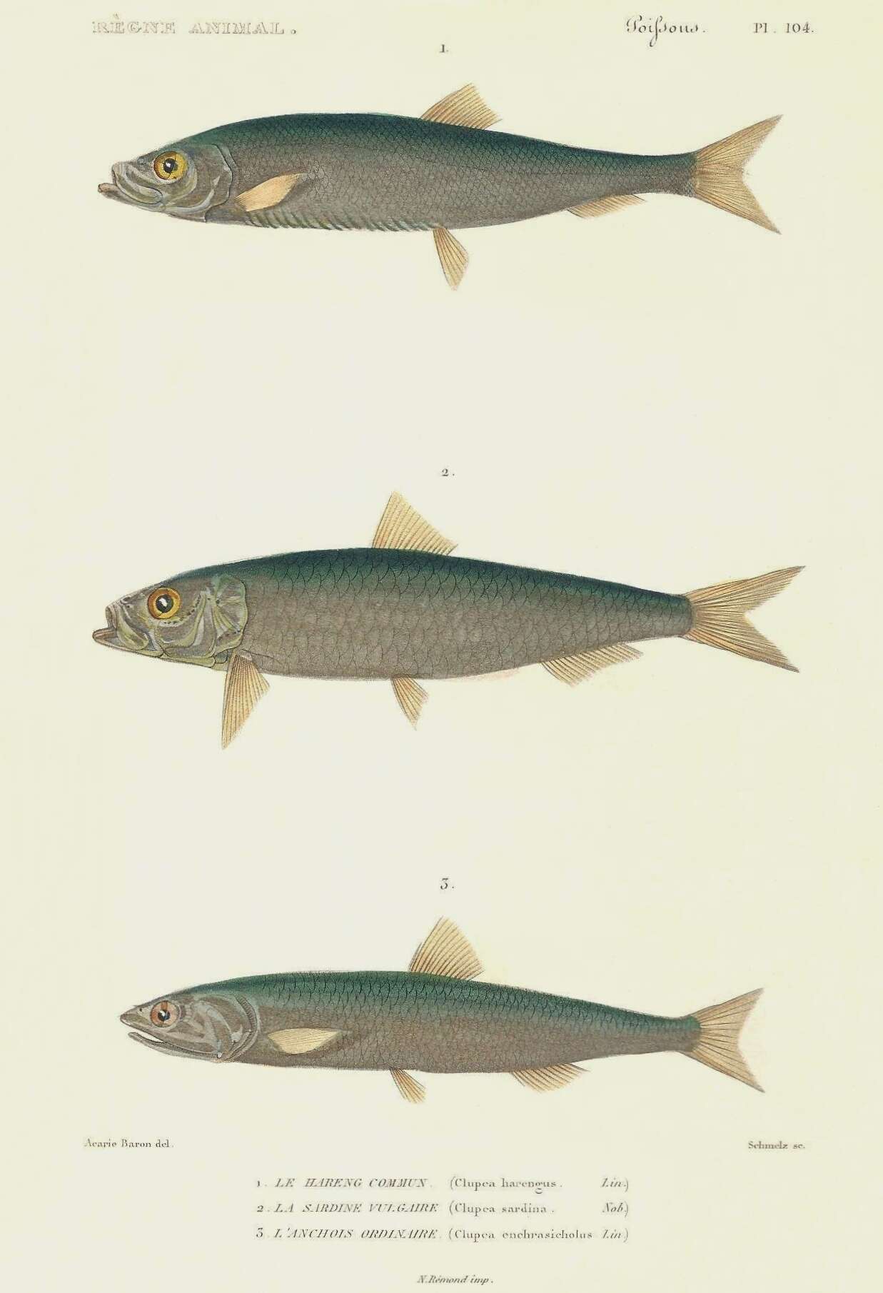Imagem de Engraulis encrasicolus (Linnaeus 1758)