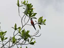 Image of Rosy Bee-eater