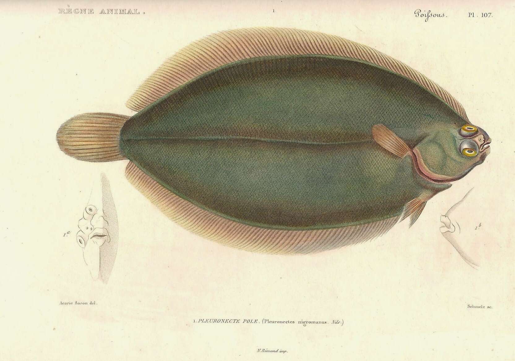 Image of Glyptocephalus