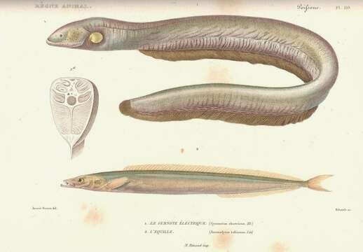 Image of Lesser Sand-eel