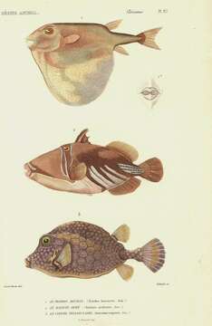 Image of Lactophrys triqueter