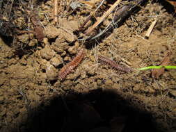 Imagem de Pseudopolydesmus collinus Hoffman 1974