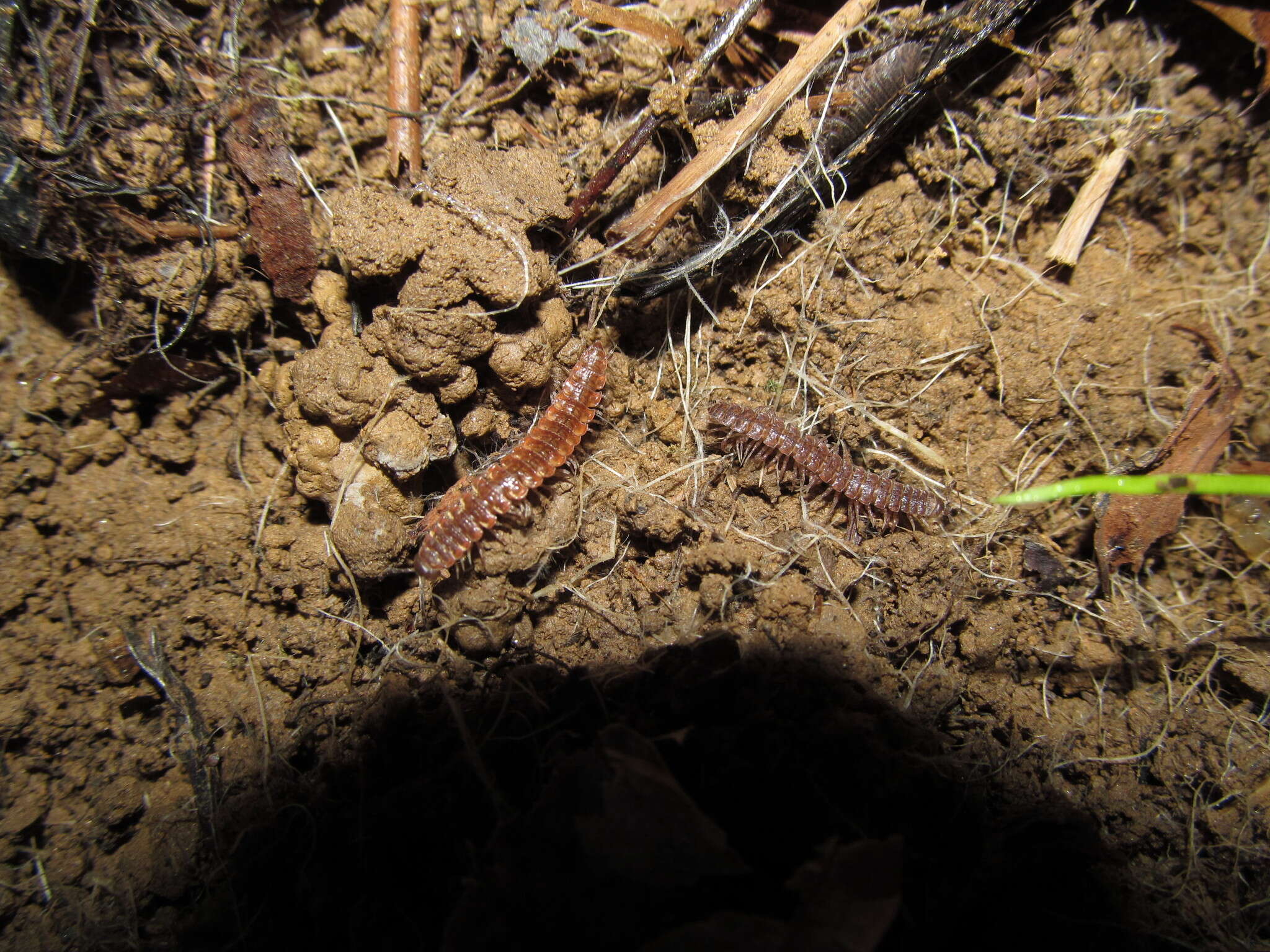 Image of Pseudopolydesmus collinus Hoffman 1974