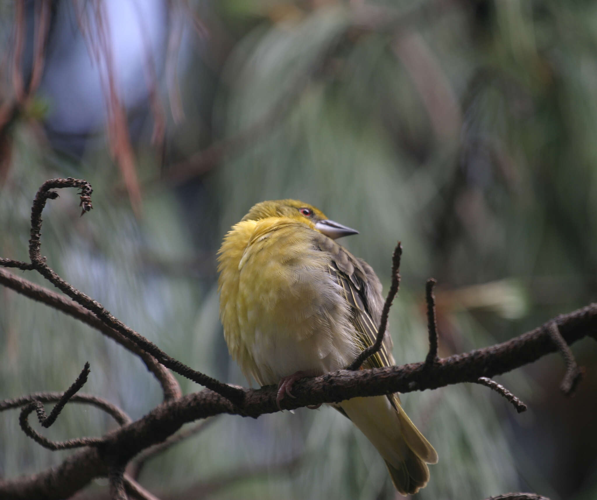 Image of Ploceus cucullatus abyssinicus (Gmelin & JF 1789)