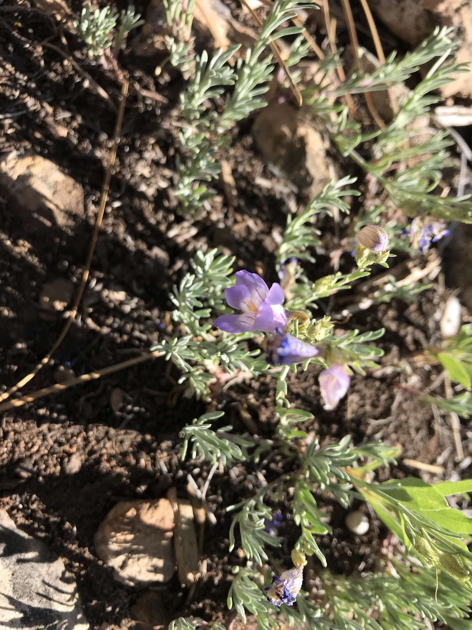 Plancia ëd Penstemon linarioides A. Gray