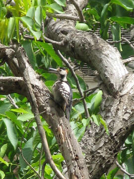 Image of Syrian Woodpecker