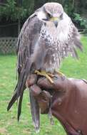 Image of Laggar Falcon