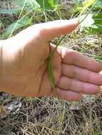 Image of Allium cretaceum N. Friesen & Seregin