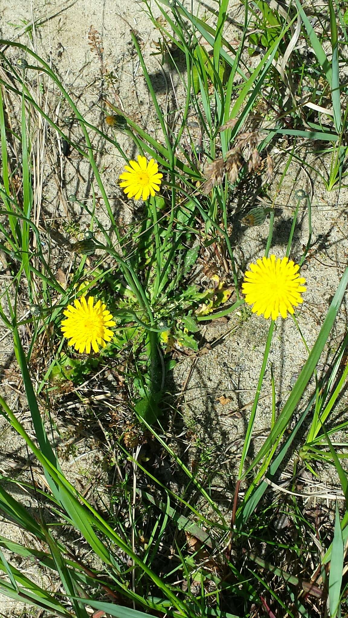 Image of Pilosella caespitosa (Dumort.) P. D. Sell & C. West