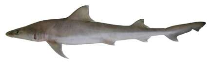Image of Australian Weasel Shark