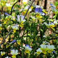 Слика од Viola arvensis Murray