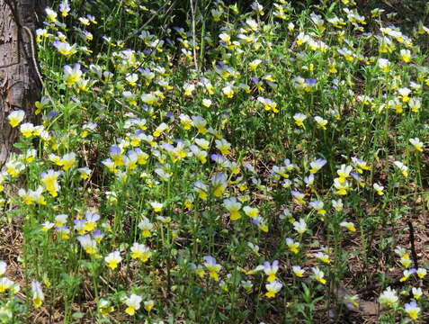 Слика од Viola arvensis Murray