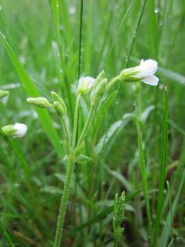 Image of field chickweed