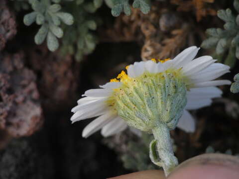 Image of Anthemis aetnensis Schouw